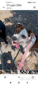Pongo cucciolone di 2 anni