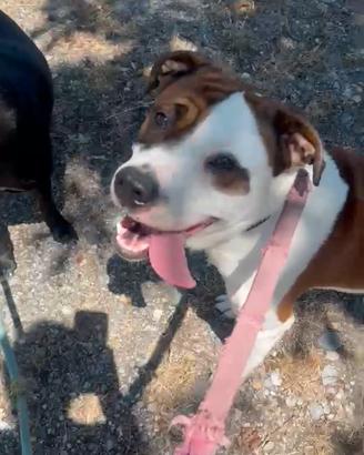 Pongo cucciolone di 2 anni