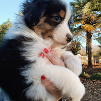 Cuccioli pastore australiano