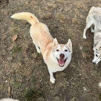 Siberian Husky hanno pedigree Enci