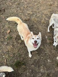 Siberian Husky hanno pedigree Enci