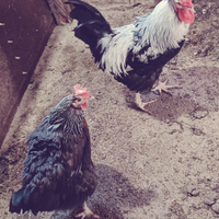 Galline Dorking silver grey