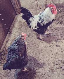 Galline Dorking silver grey