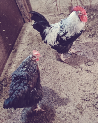 Galline Dorking silver grey