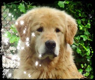 Fatevi stupire dai Golden Americani "DGO"