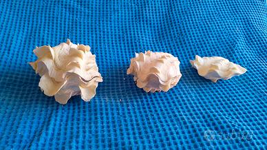 3 Conchiglia tridacna