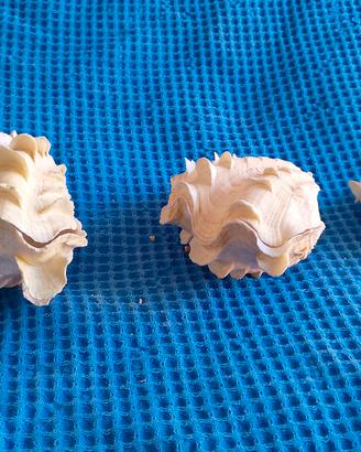 3 Conchiglia tridacna