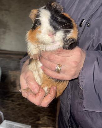 Animali
