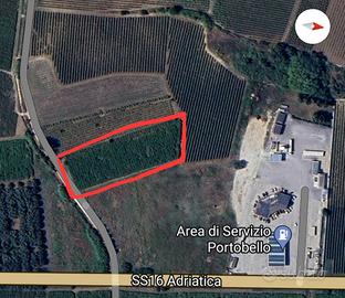 Terreno agricolo edificabile con vigneto