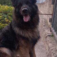 Pastore tedesco maschio in ADOZIONE ADOZIONE