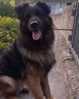 Pastore tedesco maschio in ADOZIONE ADOZIONE