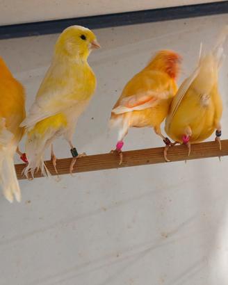 Canarini gialli e arancio
