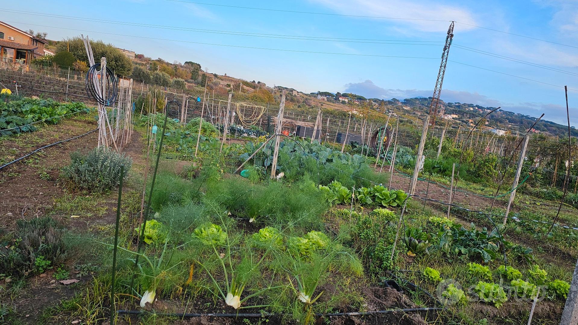 terreno agricolo frattocchie - Vista 3