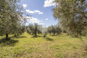 TER. AGRICOLO A MONTORIO ROMANO