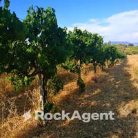 VIGNETO PRODUTTIVO - 9.200 MQ