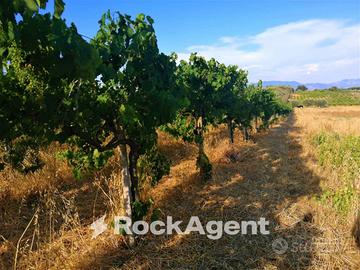 VIGNETO PRODUTTIVO - 9.200 MQ