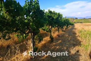 VIGNETO PRODUTTIVO - 9.200 MQ