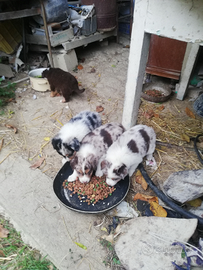 Cuccioli pastore australiano