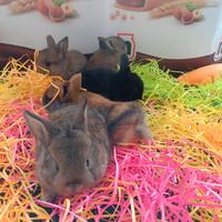 Conigli nani colorati