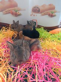 Conigli nani colorati