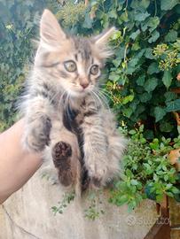 Gattino maschio quasi 2 mesi tigrato