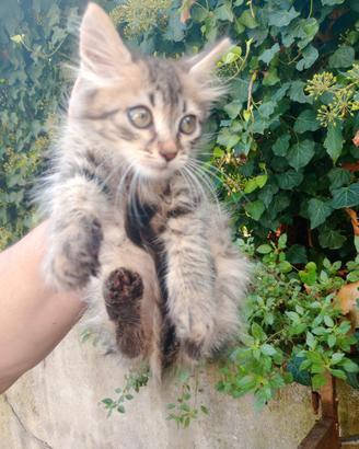 Gattino maschio quasi 2 mesi tigrato