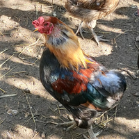 Gallo Araucano