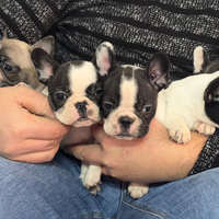 Bulldog francese pedigree enci