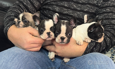 Bulldog francese pedigree enci