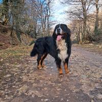 Accoppiamento BOVARO DEL BERNESE