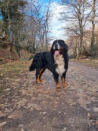 Accoppiamento BOVARO DEL BERNESE