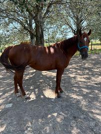 Cavalla quarter horse