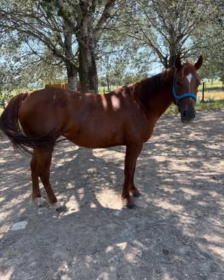 Cavalla quarter horse