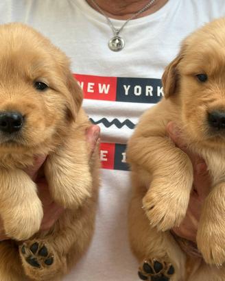 Cuccioli Golden Retriever linea americana