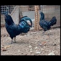 Coppia Ayam Cemani