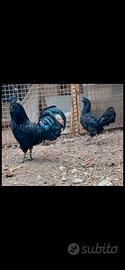 Coppia Ayam Cemani