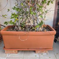 Fioriere con sottovaso