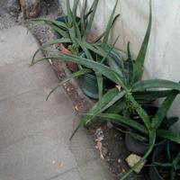 ALOE   VERA  E  ALOE   ARBORESCENS 