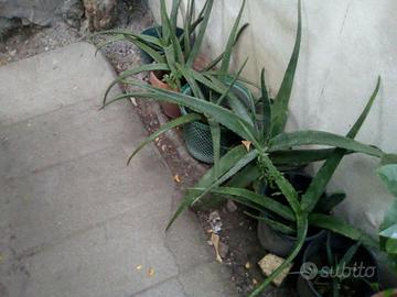 ALOE   VERA  E  ALOE   ARBORESCENS 