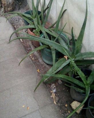 ALOE   VERA  E  ALOE   ARBORESCENS 