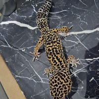 Geco leopardino
