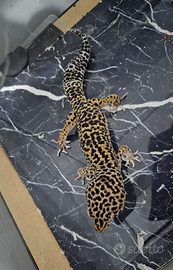 Geco leopardino