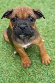 Cucciolo Staffy Allevamento Professionale