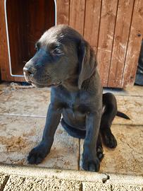 Disponibile da subito Cucciolo Labrador retriever