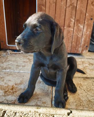 Disponibile da subito Cucciolo Labrador retriever