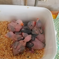 Pulli di parrocchetti dal collare