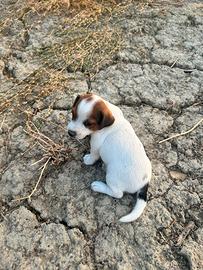 Jack russell