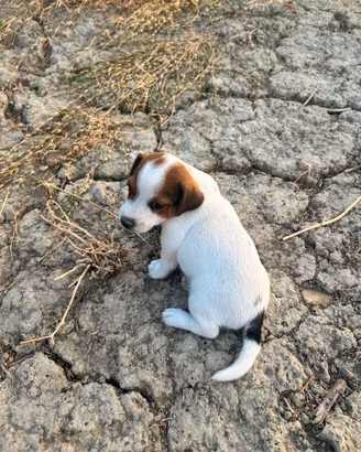 Jack russell