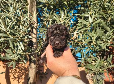 barboncino Toy Total black 2 femmine x settembre 