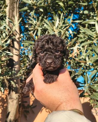 barboncino Toy Total black 2 femmine x settembre 